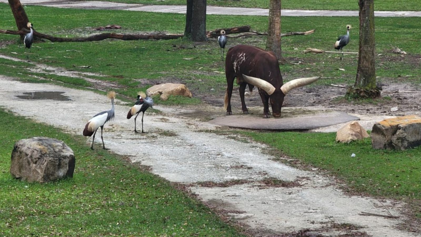 Disney’s Animal Kingdom Lodge Kidani Village – Worth the splurge?