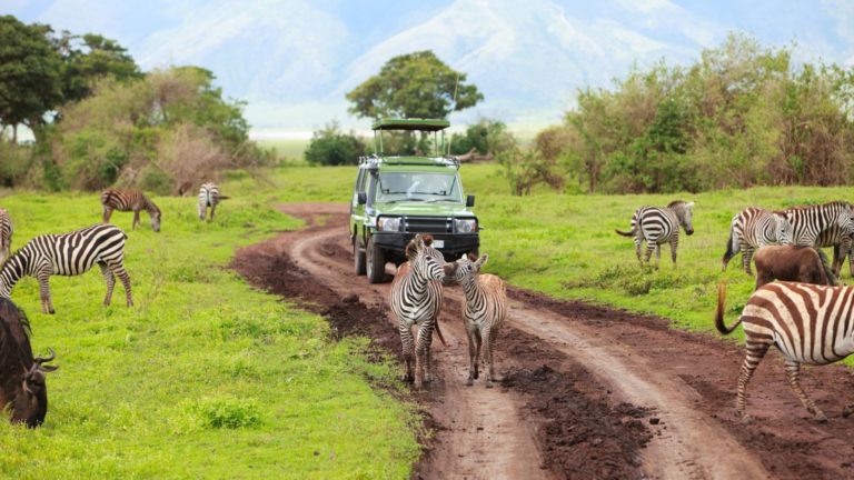8 Best African Safari Experiences for Your Bucket List