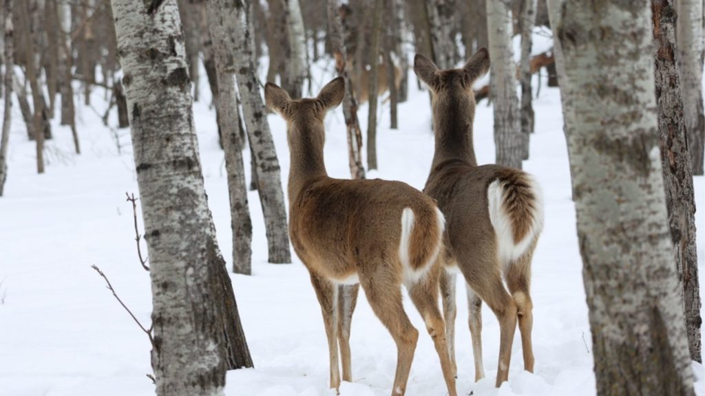Deer in the snow in Canada.