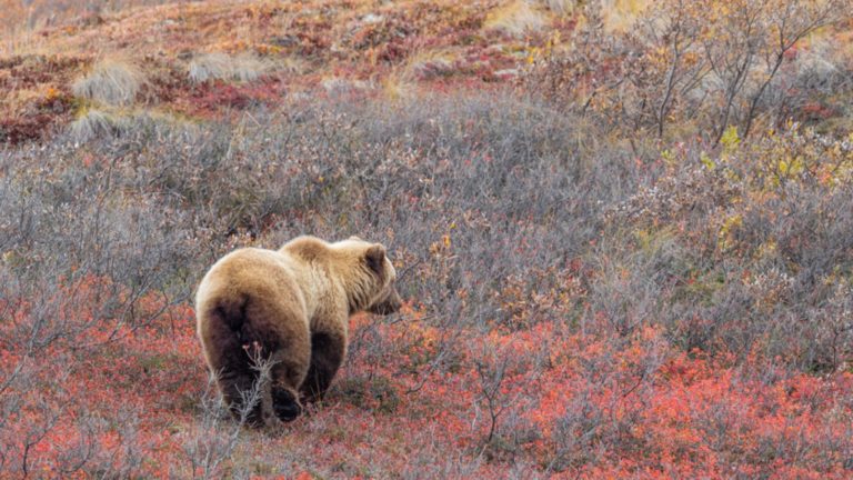 8 Amazing Alaska National Parks Absolutely Worth The Journey
