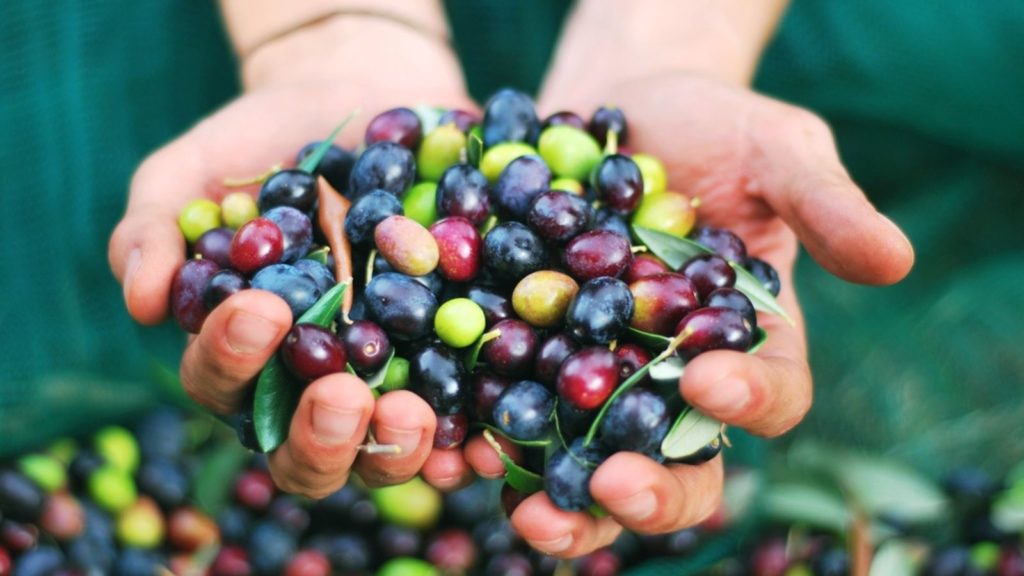 Olive harvest.