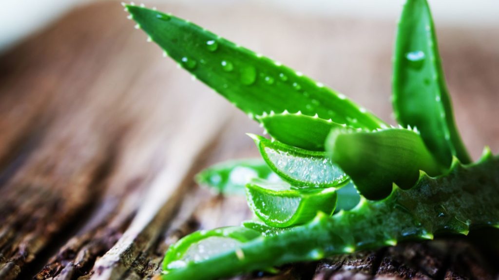 Aloe vera plant.