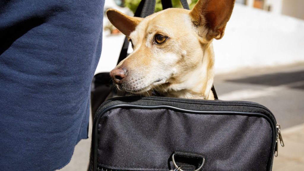 Dog in a dog carrier.