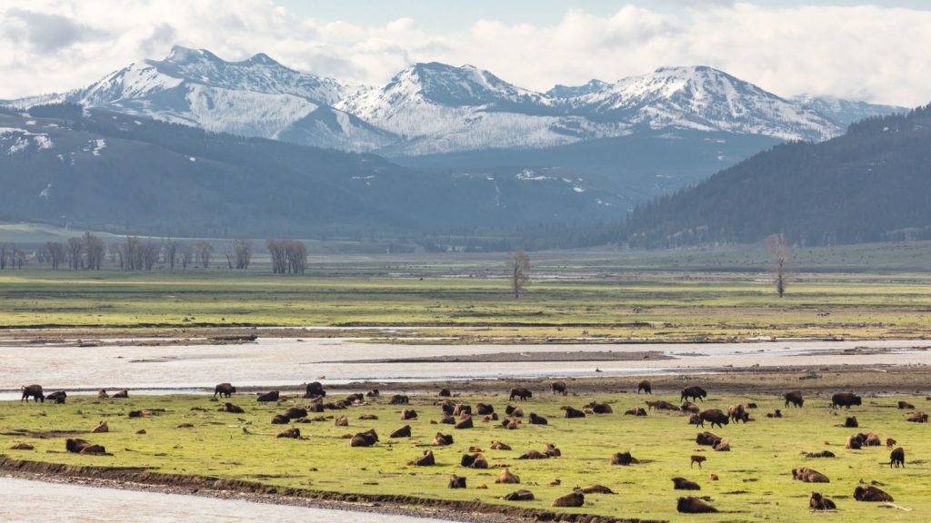 Bison in the Lamar Valley.