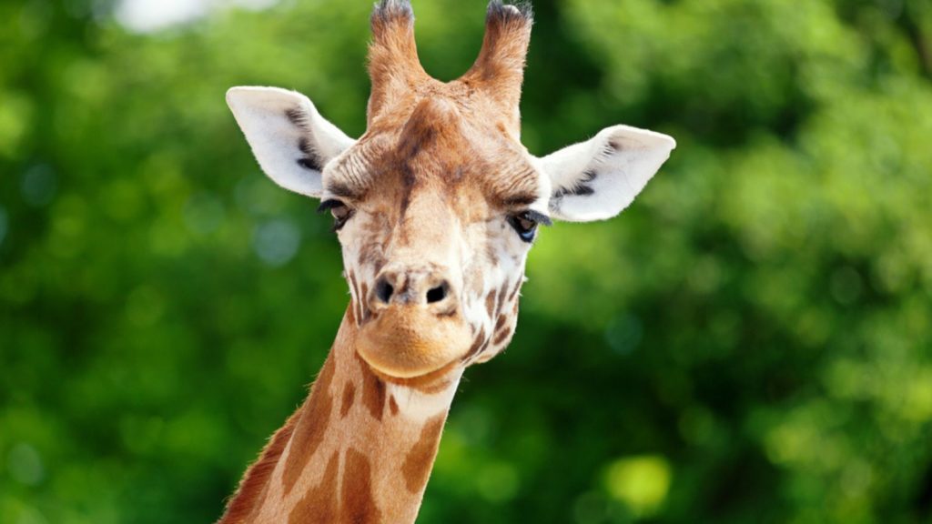 giraffe up close.