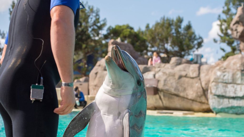 Dolphin at SeaWorld San Antonio.