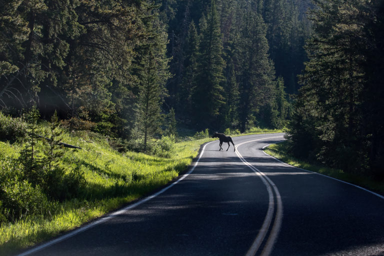 Moose on the road in Yellowstone.